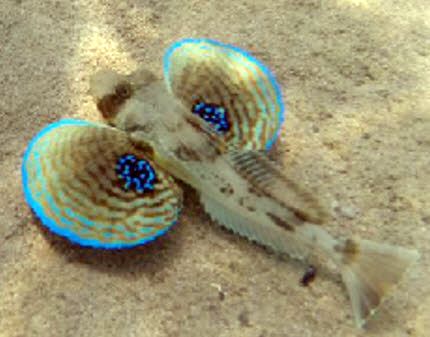 Chelidonichthys lucerna_010.jpg